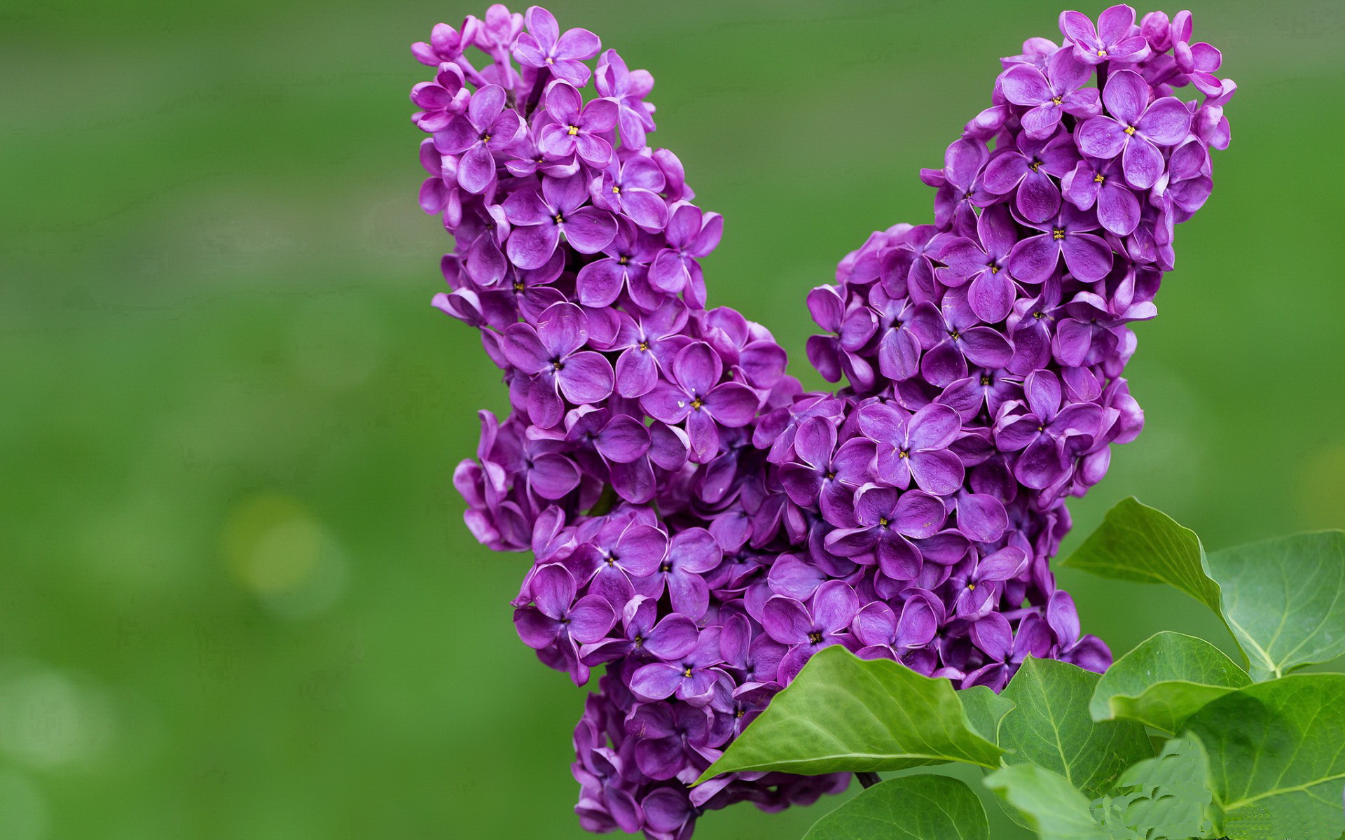 从复仇到觉醒，辛杜一锤定音背后的唯一性