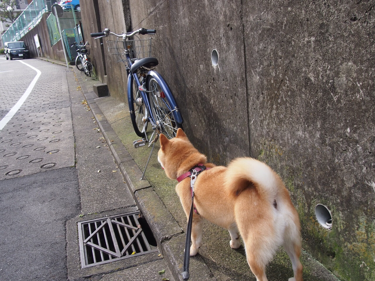 圣诞夜东方奇幻曲，当拉文在黄浦江畔打出篮球的十二种时态