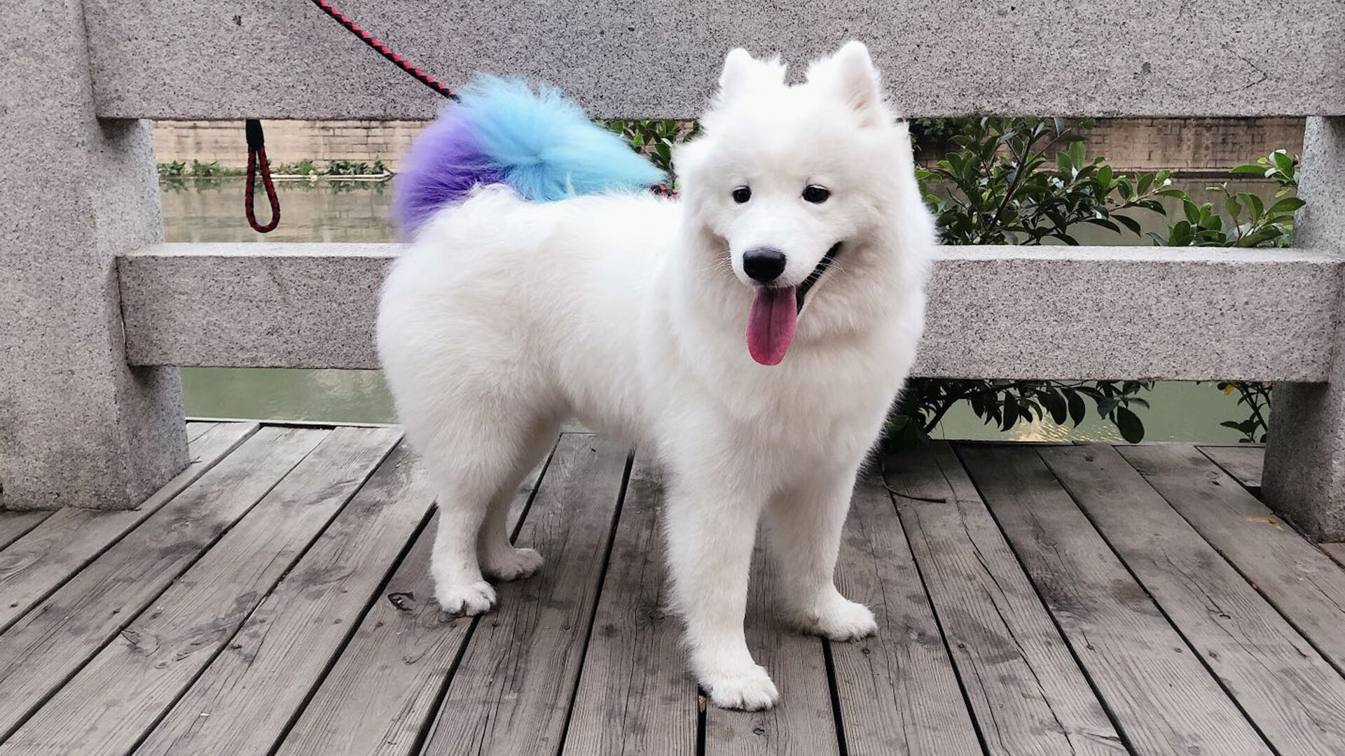 曼城连胜风暴压制加拿大,罗德里戈化身唯一关键先生引爆全场