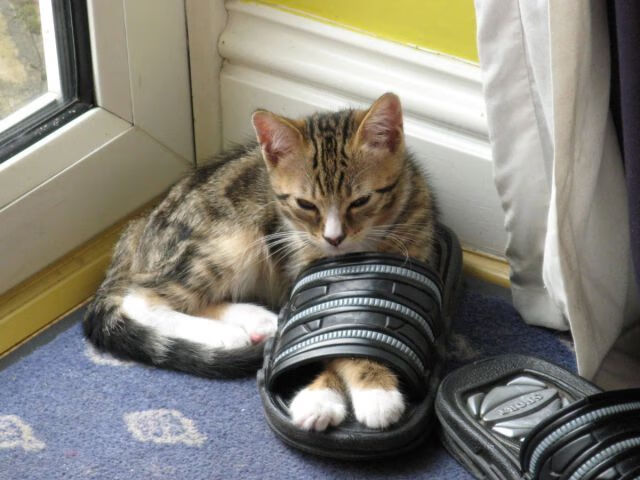 魔法师福克斯上演冠军级表演,上海队主场狂胜猛龙