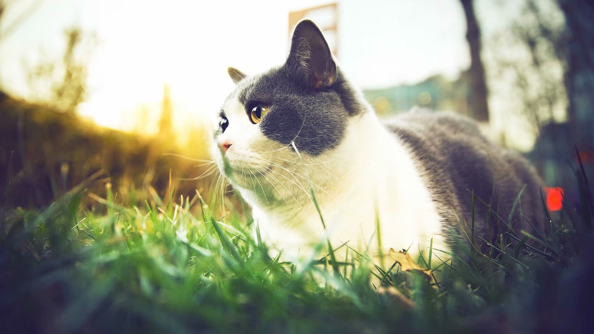 篮球世界里的双面主宰，从东契奇的防守艺术到热火的体系胜利