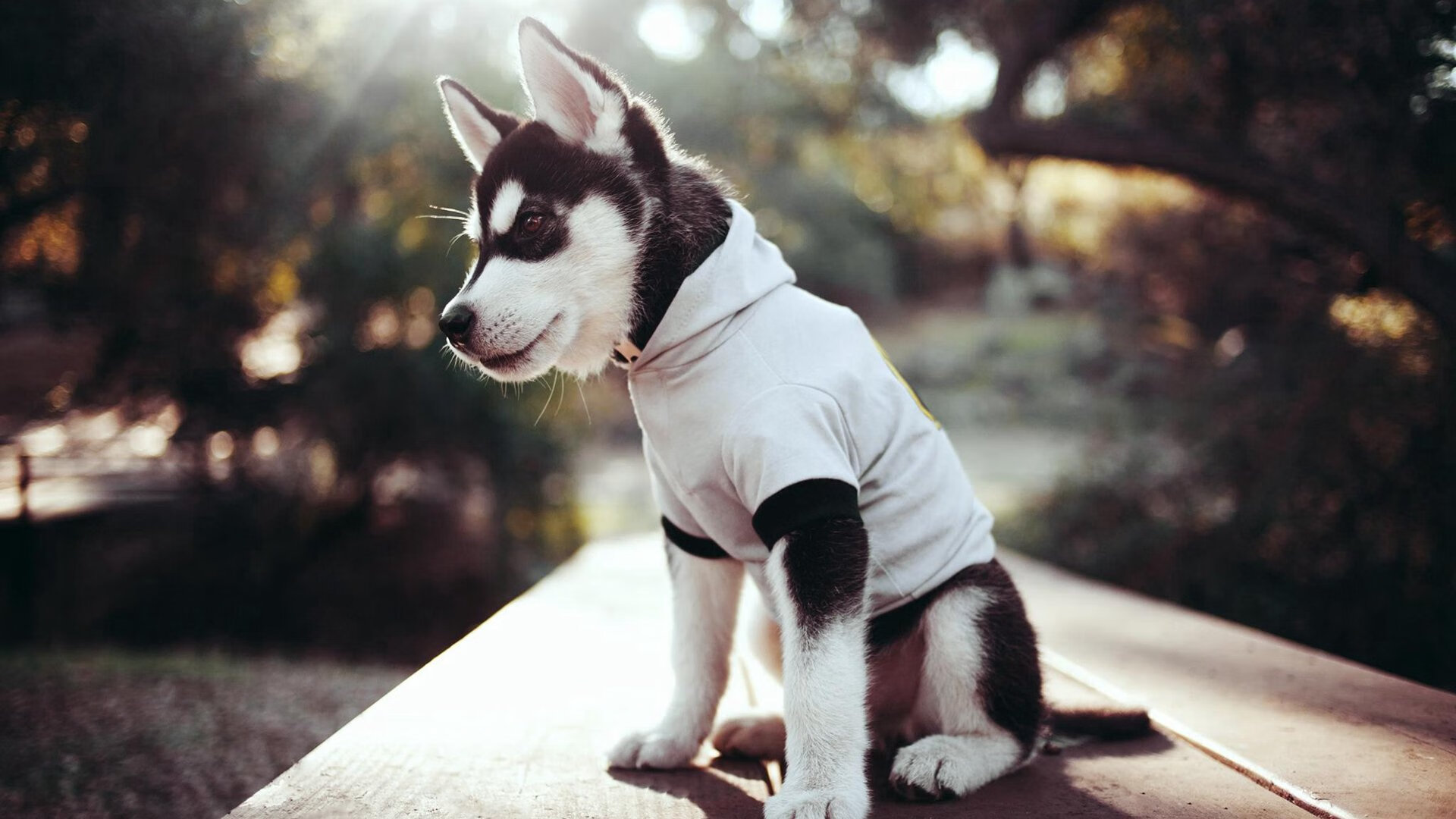 爱游戏入口-东方绝杀映西方，浓眉之夜诉篮球唯一真理