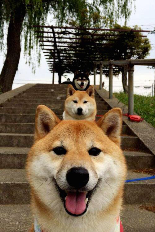 跨界星光,萨拉赫制胜一击,哥斯达黎加爆冷掀翻玻利维亚