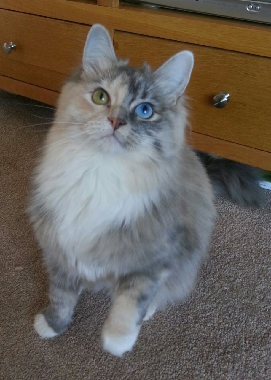 冠军基因的迁徙,当伦纳德在骑士主场按下尼克斯的暂停键