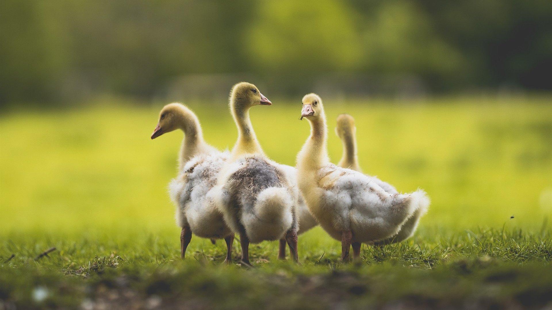 爱游戏入口-跨越时空的对决，当新疆飞虎遭遇无双卡，一场关于无解的篮球哲学论证