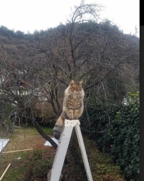 绿茵史诗，巴拉圭巅峰力克摩洛哥，哈兰德欧冠决赛的绝对统治