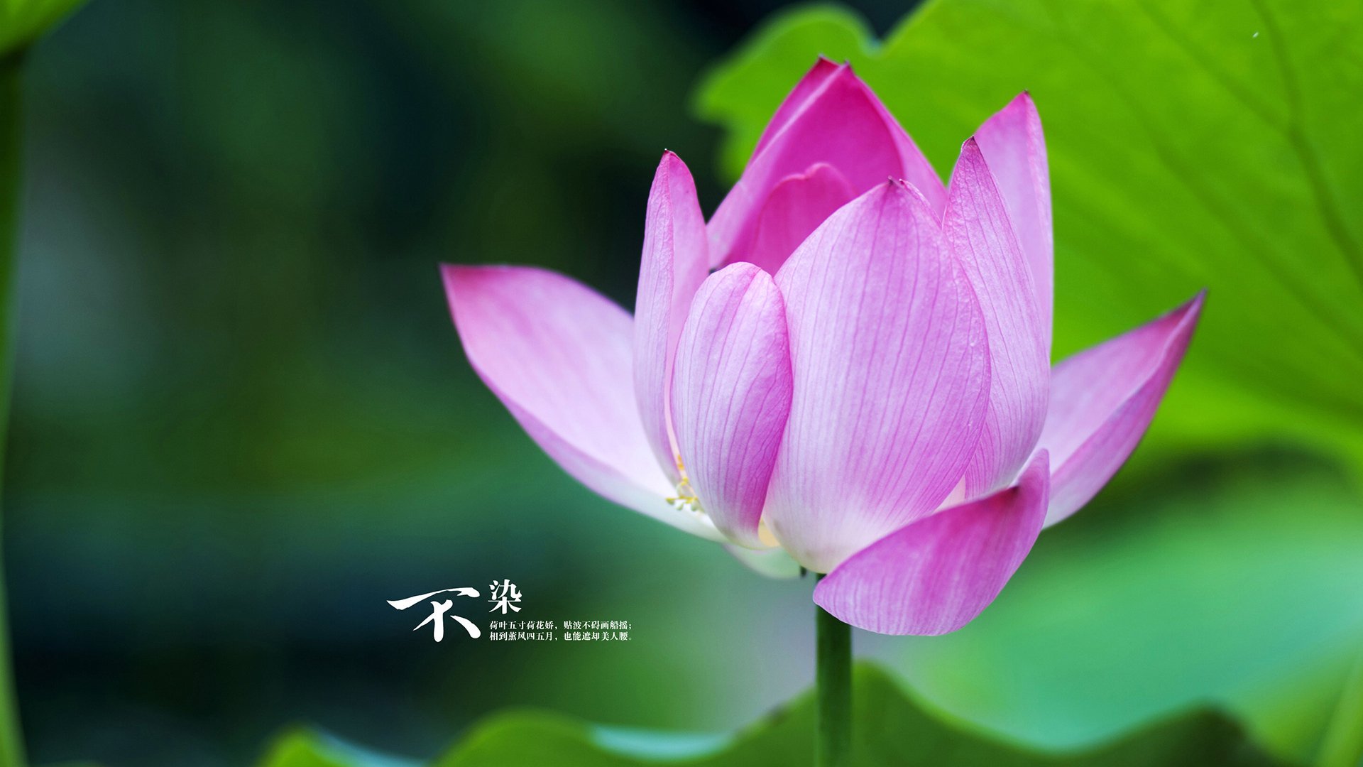 绿茵双雄会,德甲争冠的战术博弈与哥斯达黎加爱尔兰的鏖战启示