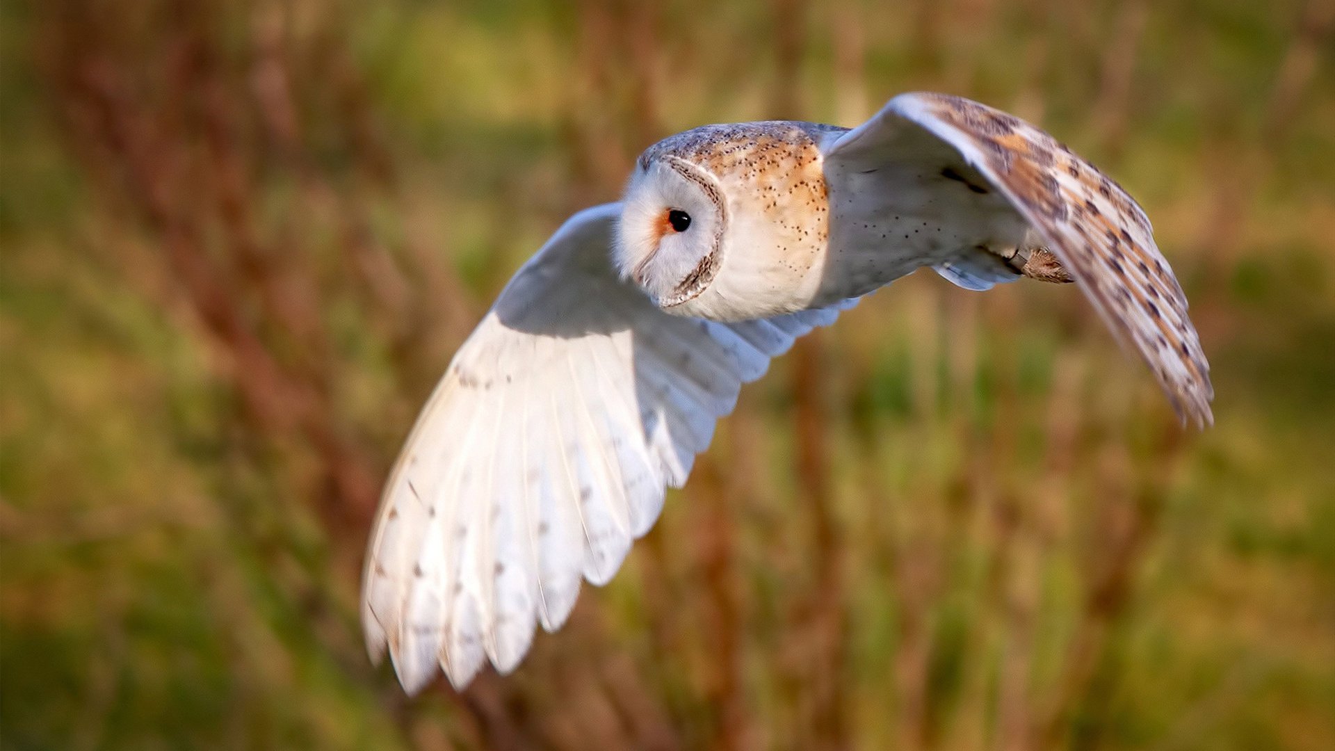 终场前1.2秒急停干拔!NBA绿军核心塔图姆拒绝CBA黑马爆冷