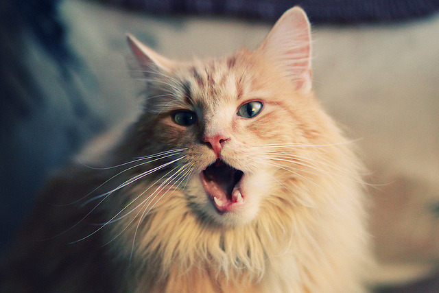 舞台与枷锁，当巴萨在皇家社会面前褪下光环，凯恩在聚光灯下起舞