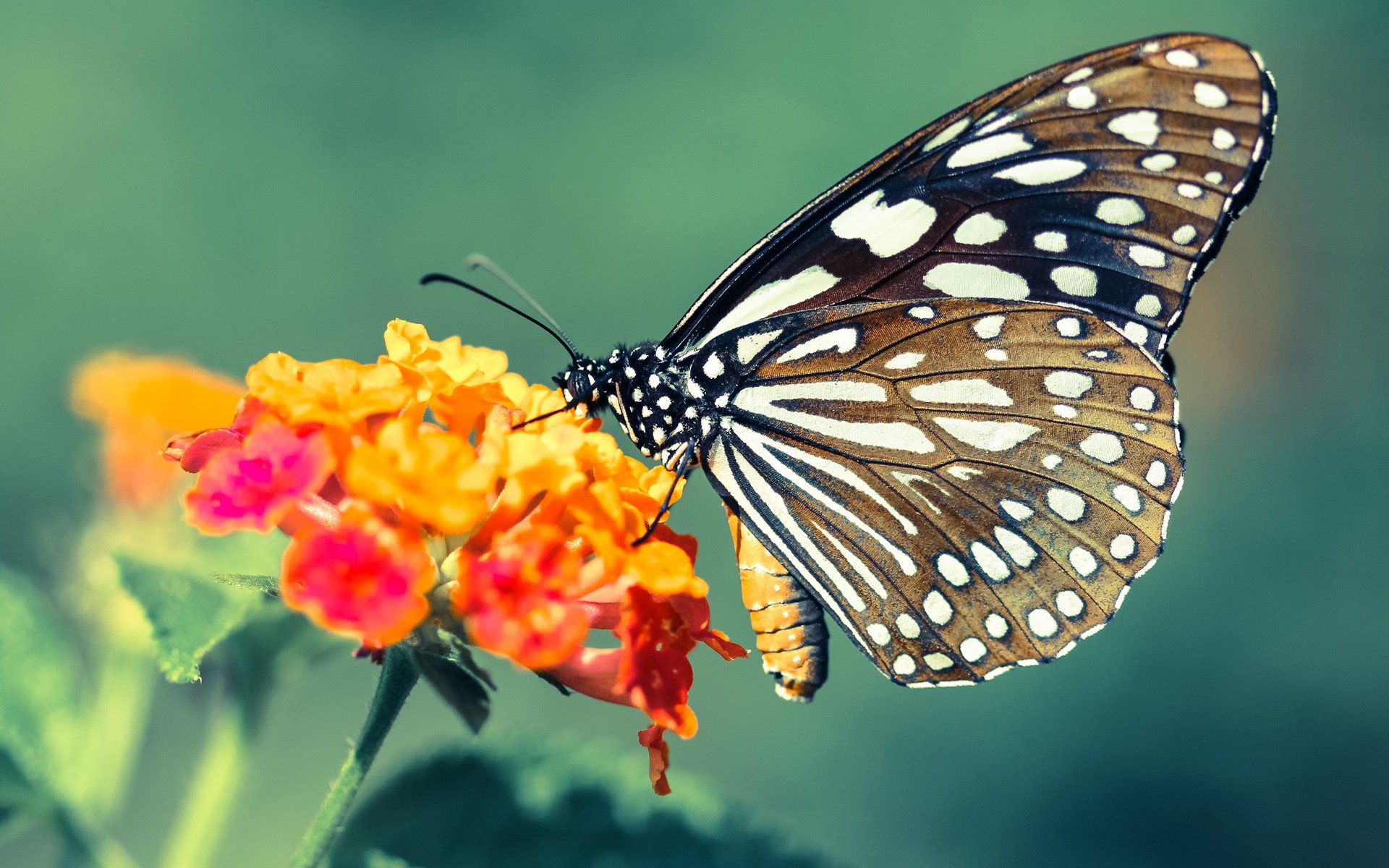 绿茵场与篮球馆的共鸣,德甲争冠战与太阳力克雄鹿的胜利哲学