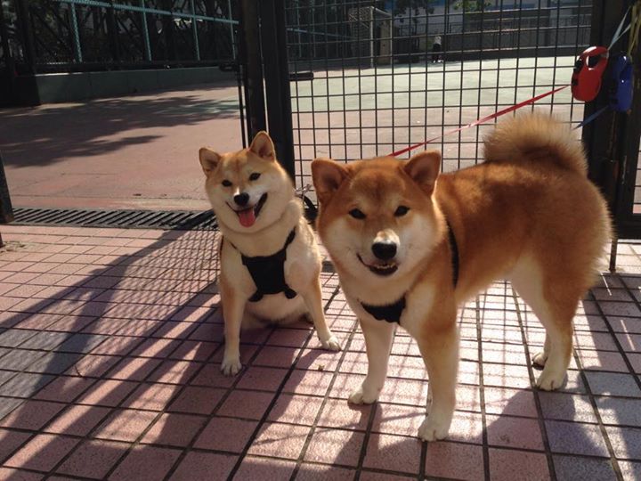 铁血绞索下的华彩乐章,杰伦·格林如何用无解单打为76人改写历史?