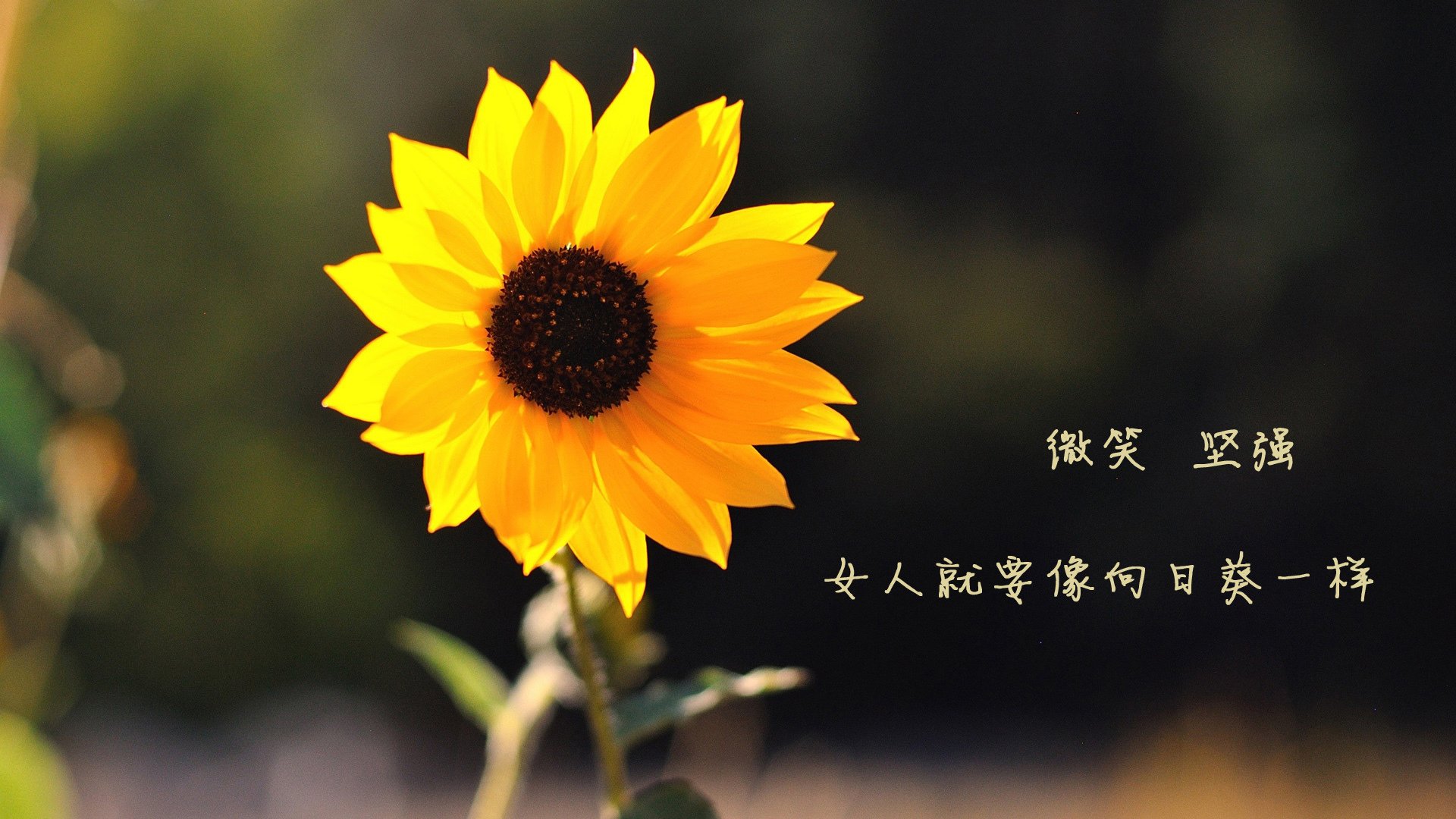 火焰般的基耶萨，西决生死战之夜的唯一传奇